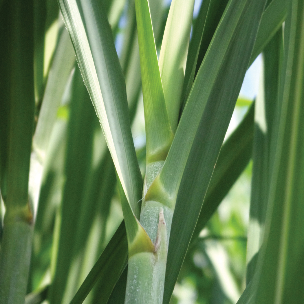 Close-up of a sugarcane stalk showing leaf blades emerging at the node and the dewlap area.